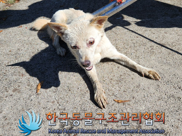 종료(안락사) 믹스…
